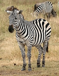 Zebra - Zebra
